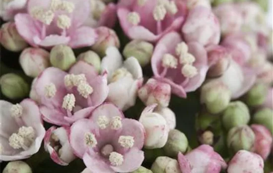 Viburnum tinus 'Eve Price' Viburnum tinus 'Eve Price'