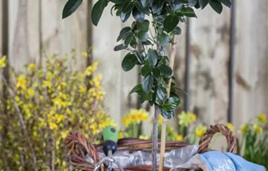 Viburnum tinus Viburnum tinus