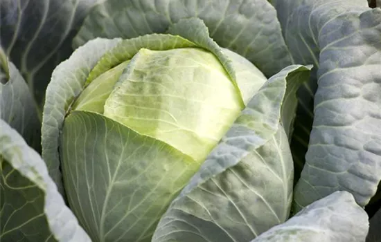 Brassica oleracea var. capitata f. alba Brassica oleracea var. capitata f. alba