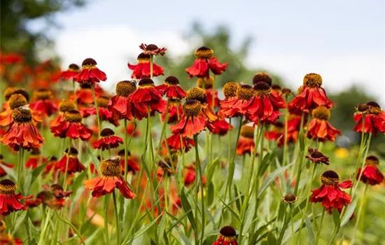 Helenium Helenium