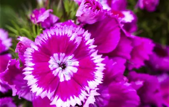 Dianthus barbatus Dianthus barbatus