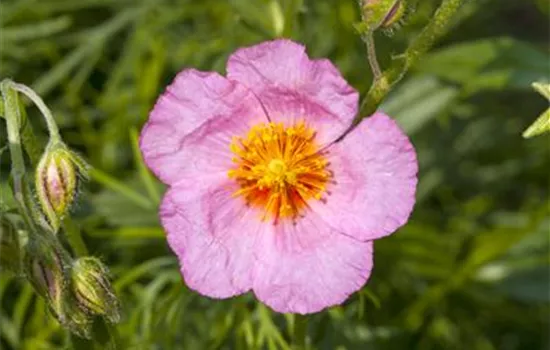 Helianthemum cultorum Helianthemum cultorum