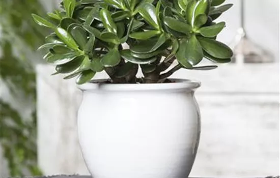 Crassula ovata Crassula ovata