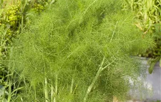 Foeniculum vulgare Foeniculum vulgare