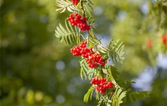 Sorbus aucuparia Sorbus aucuparia
