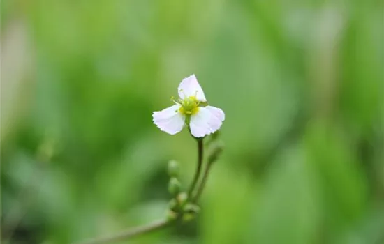 Sagittaria sagittifolia Sagittaria sagittifolia