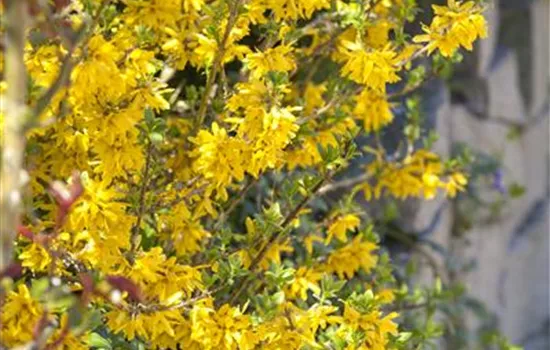 Forsythia x intermedia Forsythia x intermedia