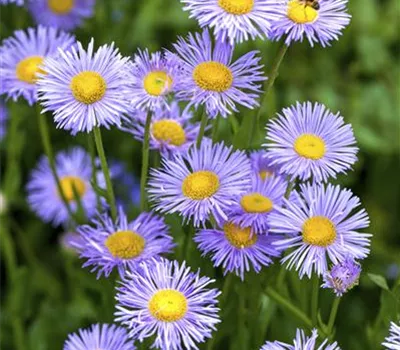 Aster dumosus