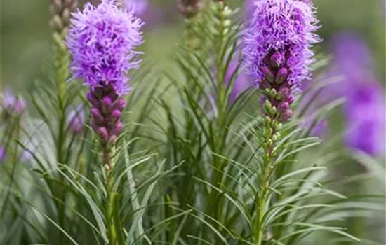 Liatris spicata Liatris spicata