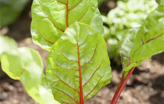 Beta vulgaris var. cicla Beta vulgaris var. cicla