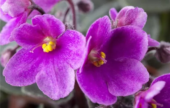 Saintpaulia ionantha Saintpaulia ionantha