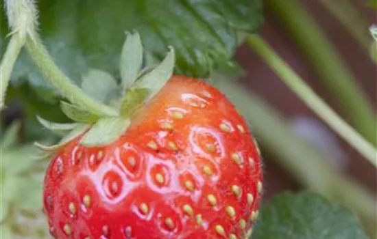 Fragaria x ananassa 'Senga®-Sengana®' Fragaria x ananassa 'Senga®-Sengana®'