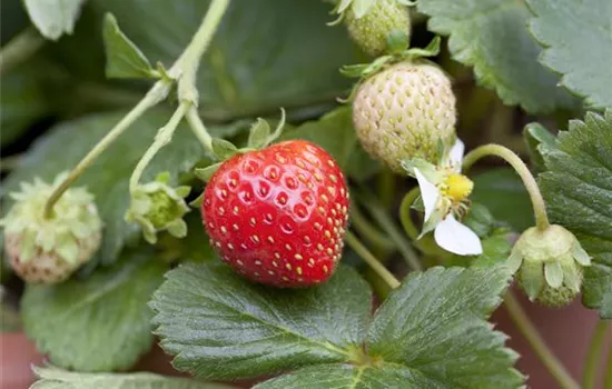 Fragaria x ananassa 'Mieze Schindler' Fragaria x ananassa 'Mieze Schindler'