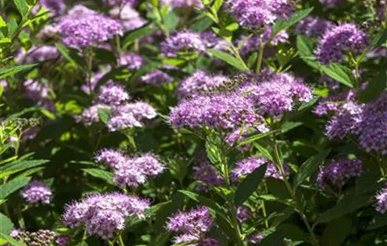 Spiraea japonica Spiraea japonica