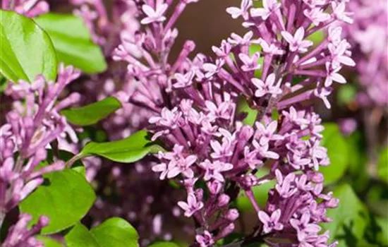 Syringa meyeri Syringa meyeri