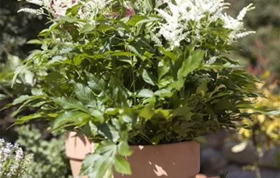 Astilbe x arendsii Astilbe x arendsii