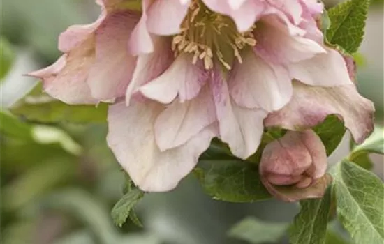 Helleborus orientalis Helleborus orientalis