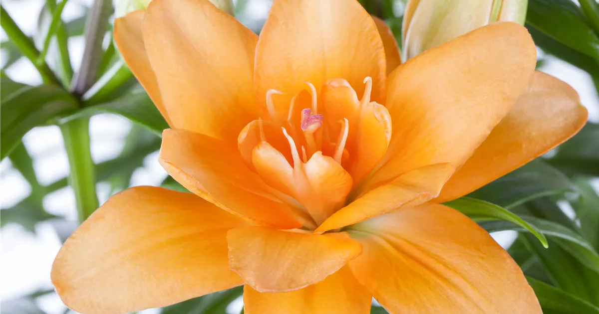 Lilium