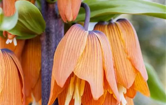Fritillaria imperialis Fritillaria imperialis