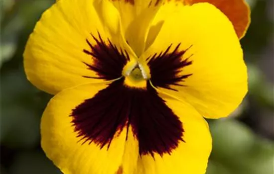 Viola x wittrockiana Viola x wittrockiana