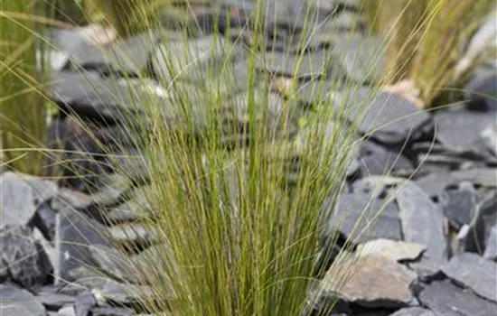 Stipa tenuissima Stipa tenuissima