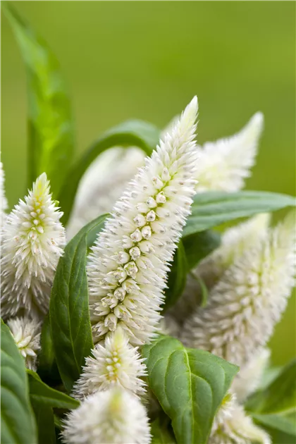 Celosia argentea