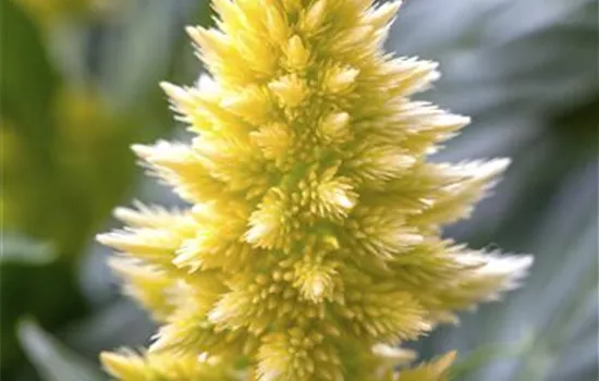 Celosia argentea Celosia argentea