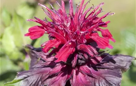 Monarda didyma Monarda didyma