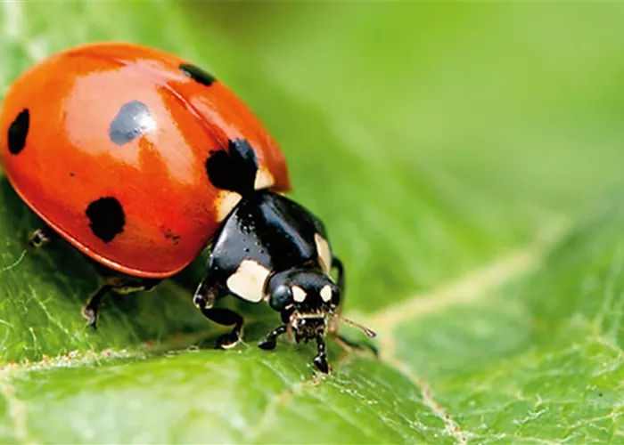 Pflanzenschutzberatung