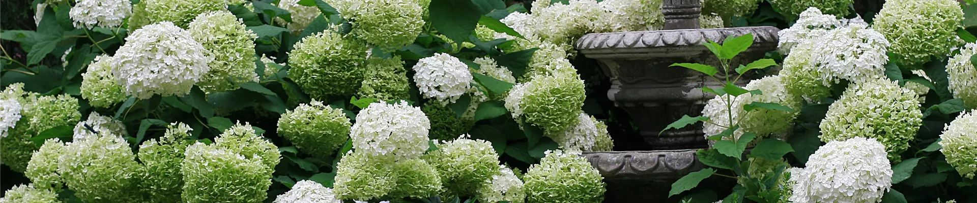 HYDRANGEA-annebelle