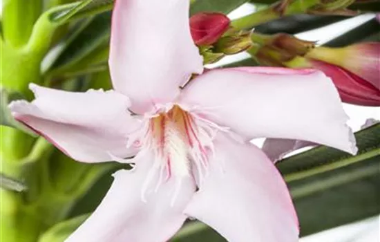 Nerium oleander Nerium oleander