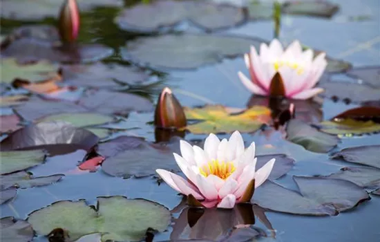Nymphaea Nymphaea