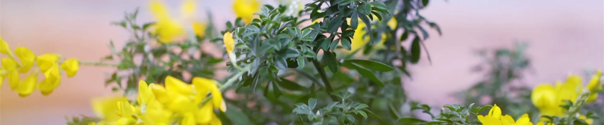 Ginster - Einpflanzen im Garten (thumbnail) Ginster - Einpflanzen im Garten (thumbnail)