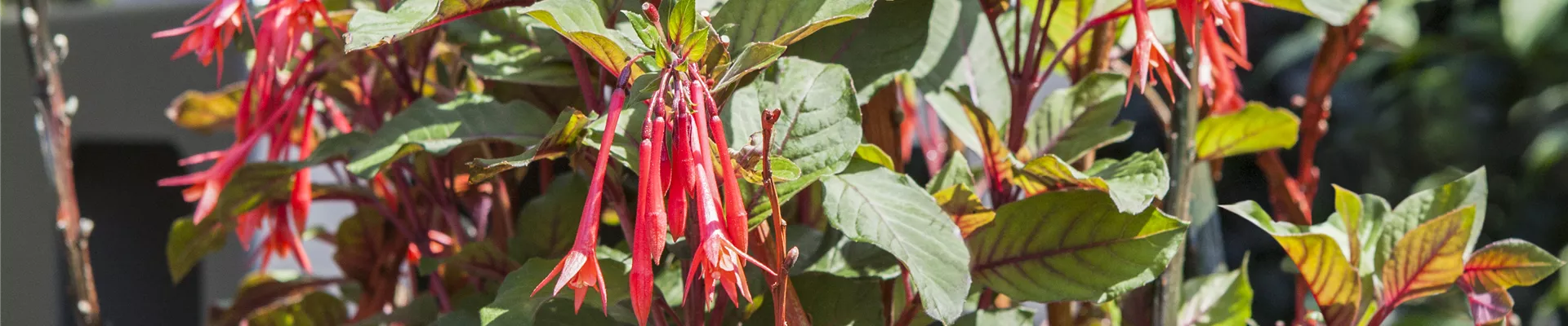 Fuchsia Fuchsia