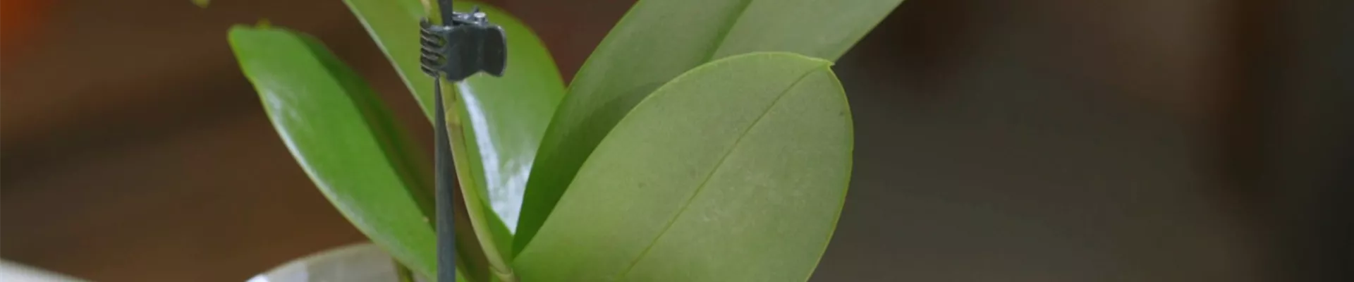 Orchideen - Umtopfen und Pflegen (Thumbnail) Orchideen - Umtopfen und Pflegen (Thumbnail)