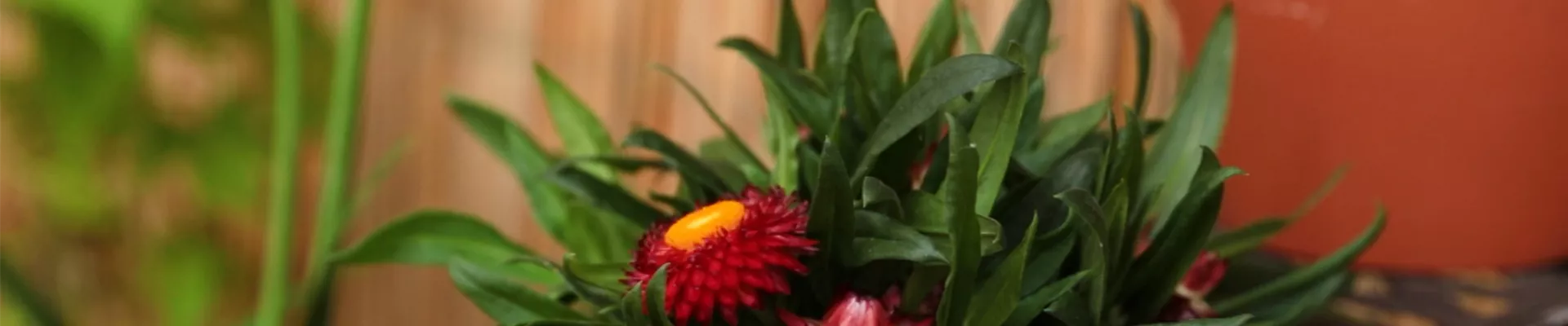 Garten-Strohblume - Einpflanzen in ein Gefäß (Thumbnail) Garten-Strohblume - Einpflanzen in ein Gefäß (Thumbnail)