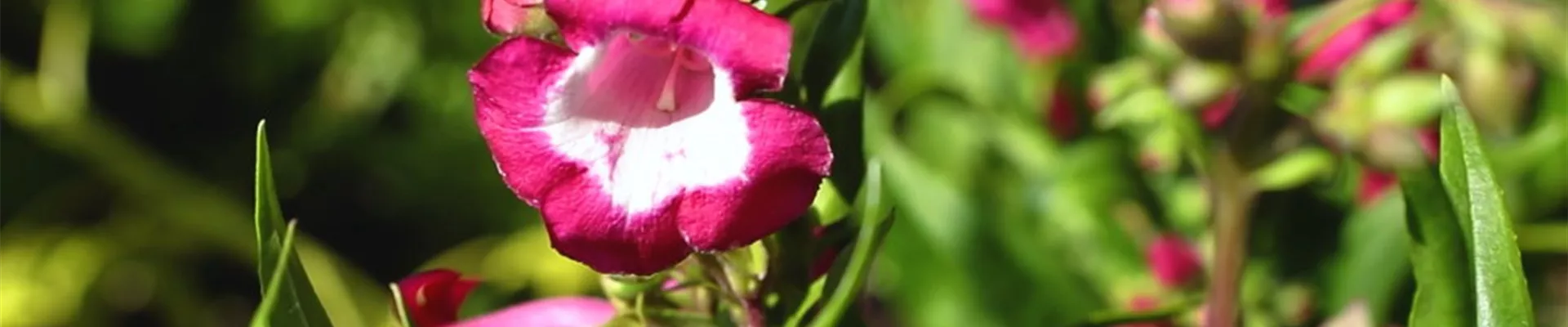 Bartfaden - Einpflanzen im Garten_ Bartfaden - Einpflanzen im Garten_