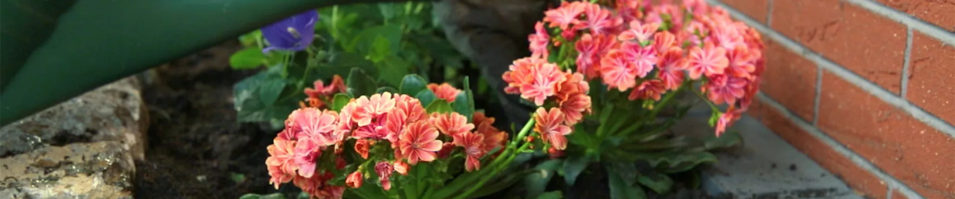 Gewöhnlicher Bitterwurz - Einpflanzen im Garten (Thumbnail) Gewöhnlicher Bitterwurz - Einpflanzen im Garten (Thumbnail)