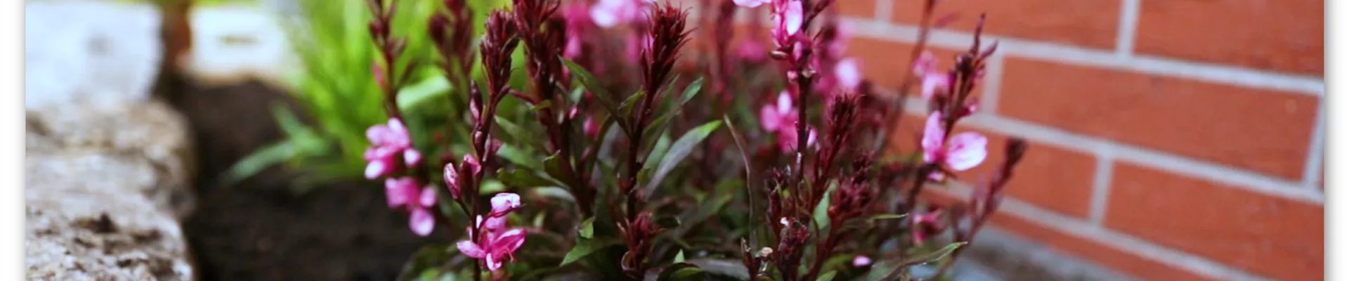 Prachtkerze - Einpflanzen in den Garten (Thumbnail) Prachtkerze - Einpflanzen in den Garten (Thumbnail)