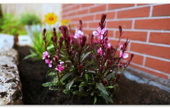 Prachtkerze – Einpflanzen im Garten Prachtkerze – Einpflanzen im Garten