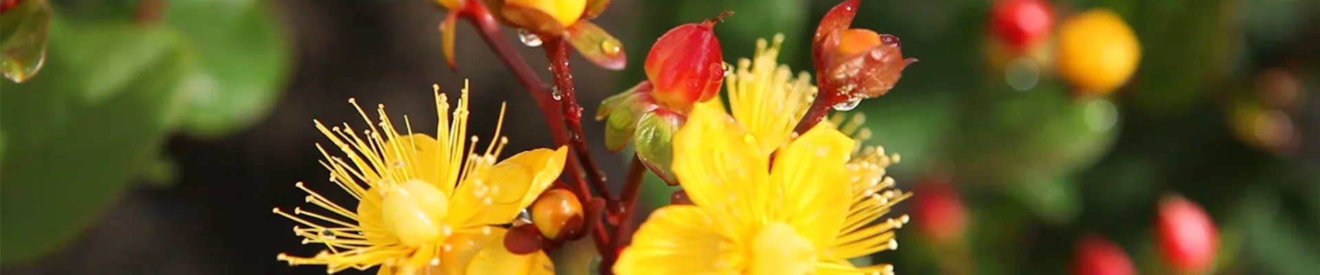 Johanneskraut - Einpflanzen im Garten (Thumbnail) Johanneskraut - Einpflanzen im Garten (Thumbnail)