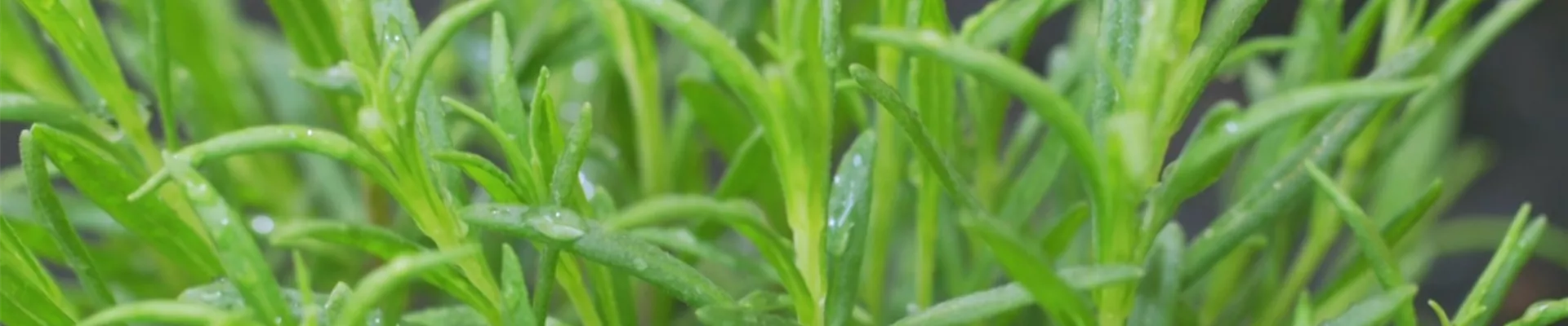 Lavendel - Einpflanzen im Garten (thumbnail) Lavendel - Einpflanzen im Garten (thumbnail)