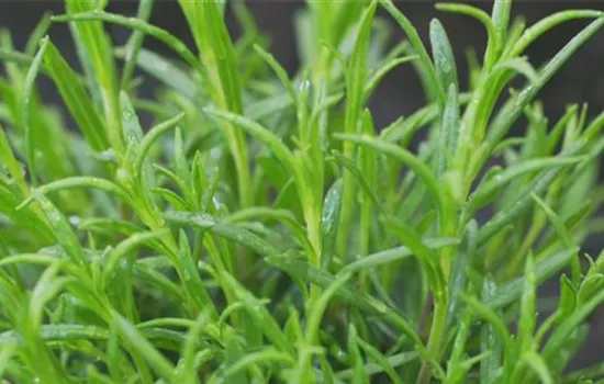 Lavendel - Einpflanzen im Garten Lavendel - Einpflanzen im Garten