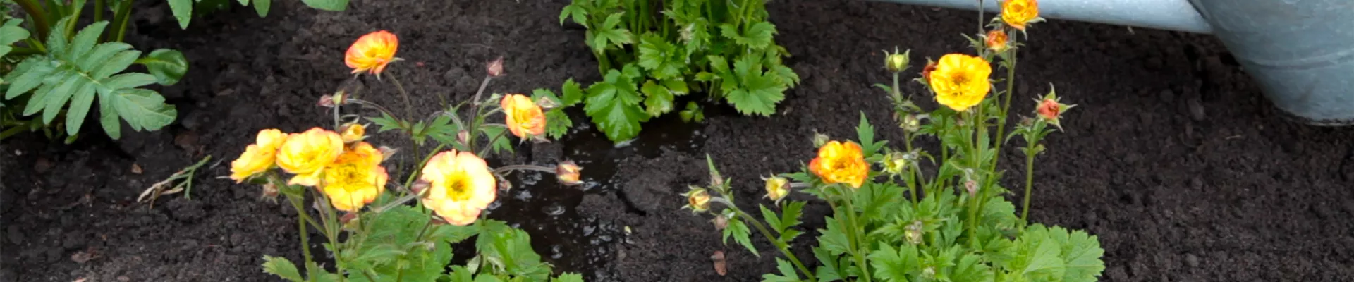 Nelkenwurz - Einpflanzen im Garten (thumbnail) Nelkenwurz - Einpflanzen im Garten (thumbnail)