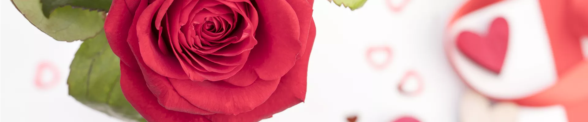 Rosa Rosa