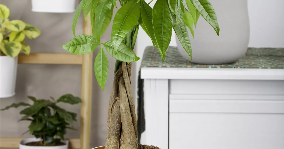 syngonium variegata albo Syngonium Albo | Arrowhead Plant