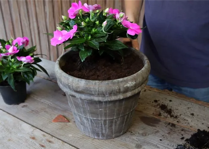 Edellieschen - Einpflanzen in ein Gefäß