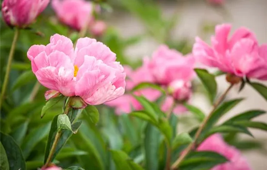 Paeonia lactiflora, rosa Paeonia lactiflora, rosa