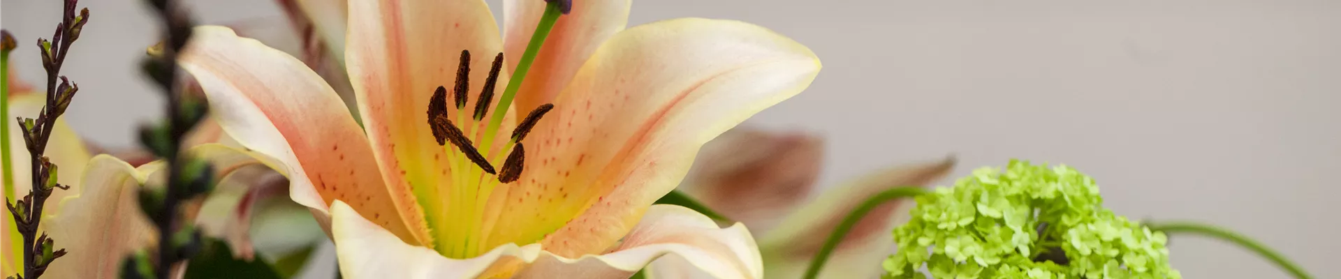 Lilium Lilium