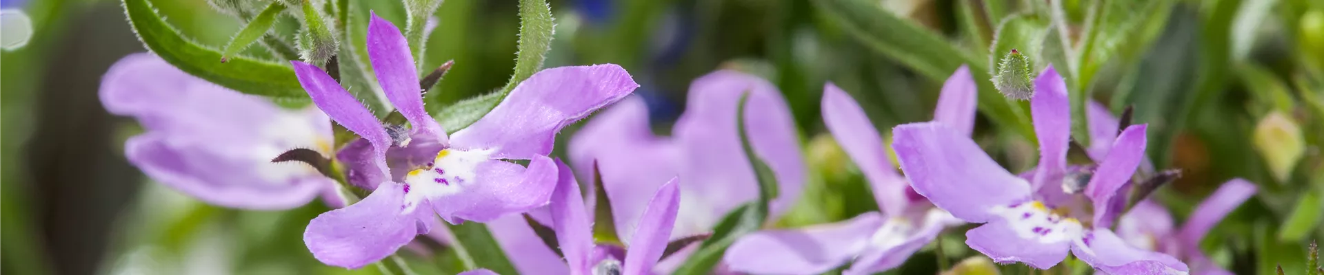 Lobelia erinus Lobelia erinus